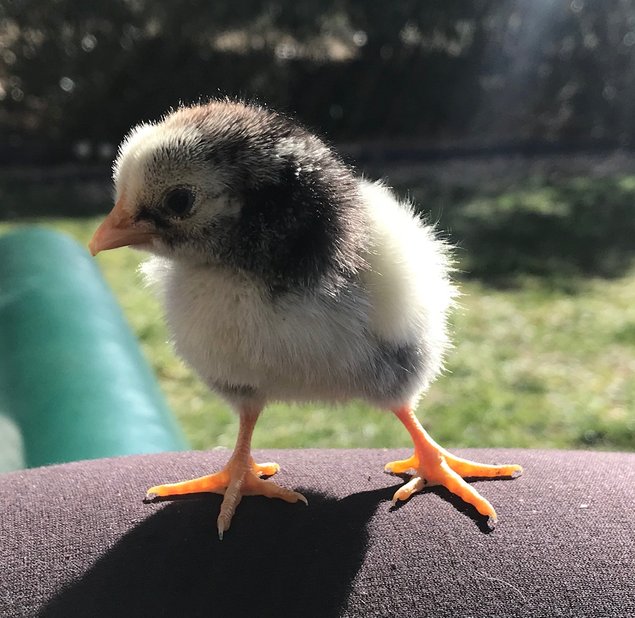 Wyandotte argentée à liseré noir - PETITE race - 8 oeufs - Assurance transport comprise - Fontolive