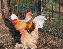 Sabelpoot porcelaine blanc doré (= fauve caillouté)