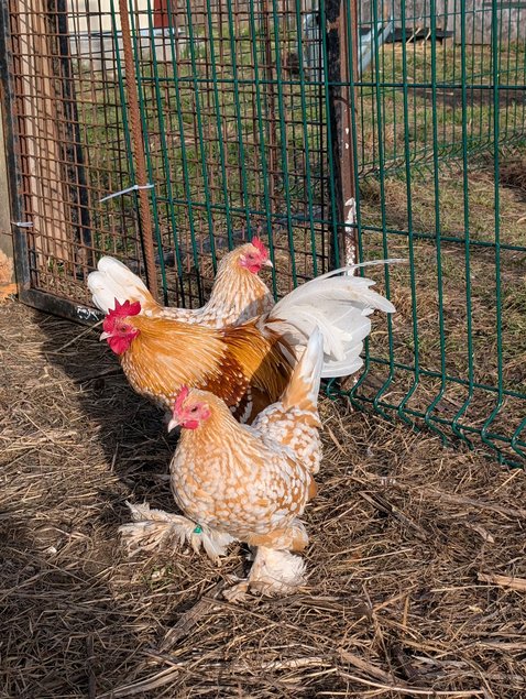 Sabelpoot porcelaine blanc doré (= fauve caillouté)