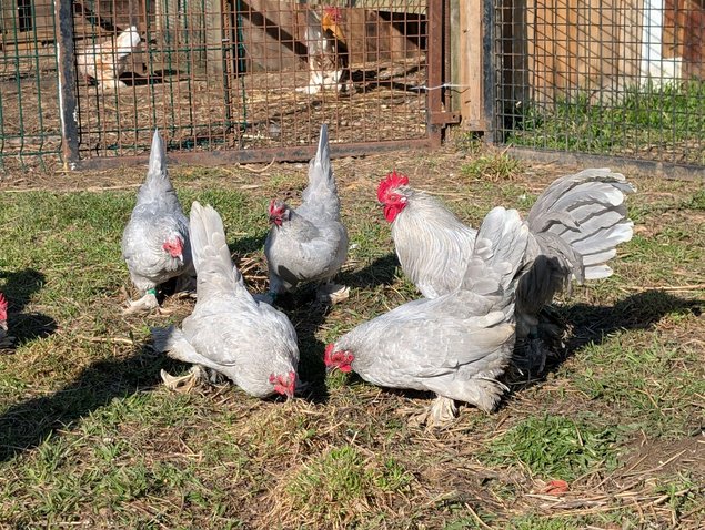 Sabelpoot gris perle caillouté