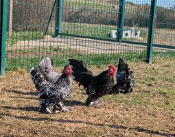 Sabelpoot noir caillouté