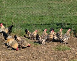 Sabelpoot porcelaine citronné