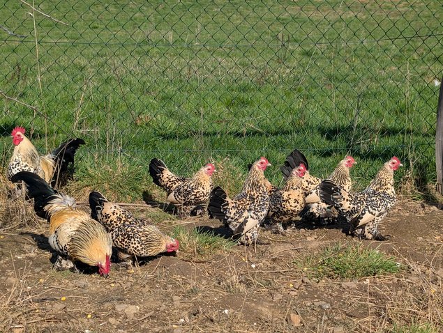 Sabelpoot porcelaine citronné