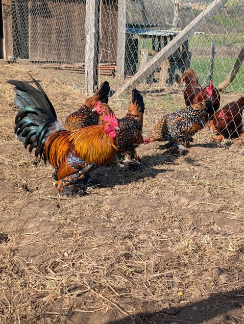 Sabelpoot porcelaine doré (=millefleurs)