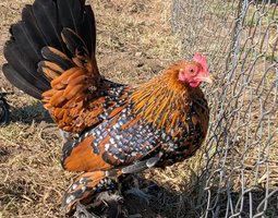 Sabelpoot porcelaine doré (=millefleurs)