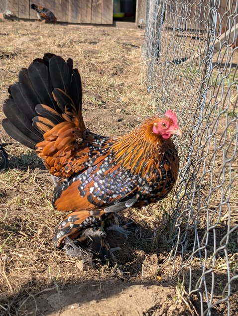 Sabelpoot porcelaine doré (=millefleurs)