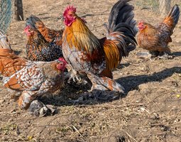 Sabelpoot porcelaine doré / doré bleu / doré splash (=millefleurs / millefleurs bleu / millefleurs splash)