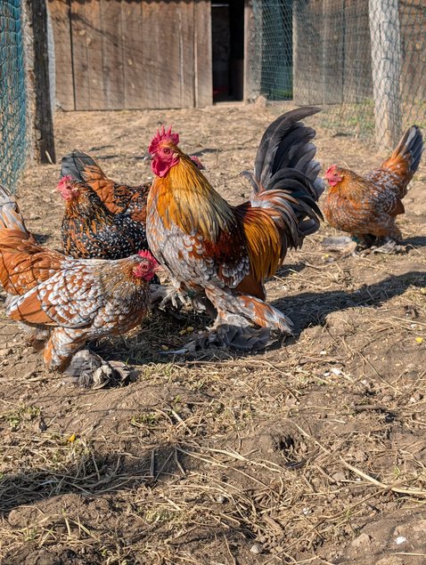 Sabelpoot porcelaine doré / doré bleu / doré splash (=millefleurs / millefleurs bleu / millefleurs splash)