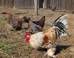 Sabelpoot porcelaine doré bleu