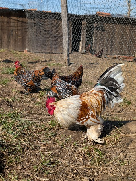 Sabelpoot porcelaine doré bleu