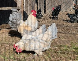 Sabelpoot porcelaine isabelle