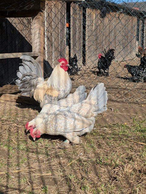 Sabelpoot porcelaine isabelle