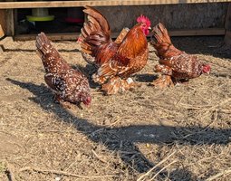 Sabelpoot porcelaine blanc rouge (=rouge caillouté)