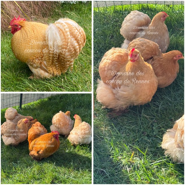 Oeufs fécondés de Pékin fauve et coucou fauve lisse