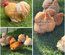 Oeufs fécondés de Pékin fauve et coucou fauve lisse