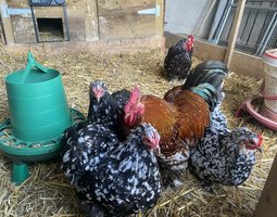oeufs bantam de pekin