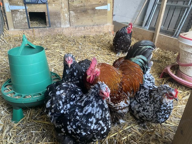 oeufs bantam de pekin