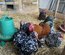 oeufs bantam de pekin