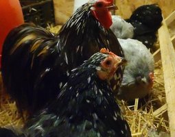 (LVDC) Pékin Couleurs mélangés