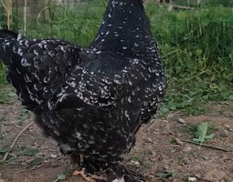 (LVDC) Brahma Noire Caillouté Blanc