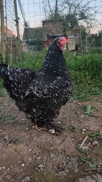 (LVDC) Brahma Noire Caillouté Blanc