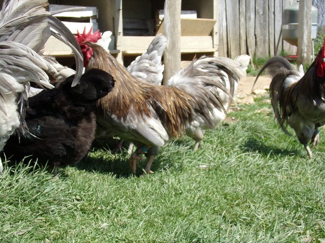 oeufs fécondés à couver de poules limousine et coqs de pêche limousin (envoi rapide et bien protégé)