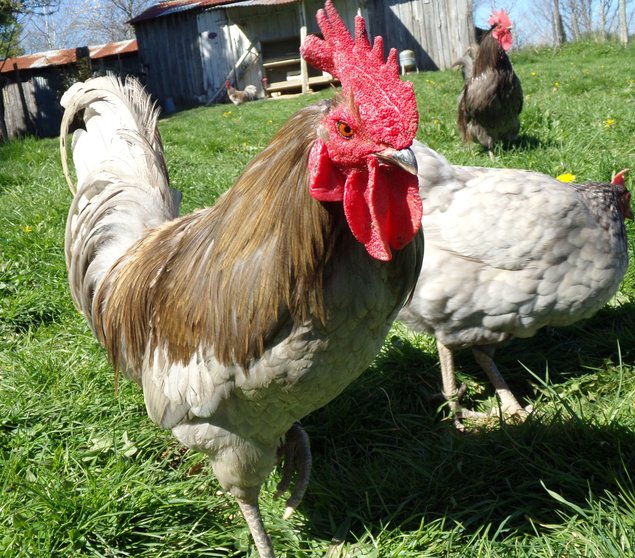 oeufs fécondés à couver de poules limousine et coqs de pêche limousin (envoi rapide et bien protégé)
