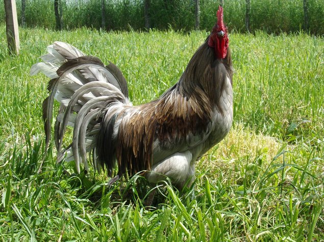 oeufs fécondés à couver de poules limousine et coqs de pêche limousin (envoi rapide et bien protégé)