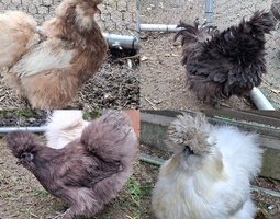 Oeufs de silkie