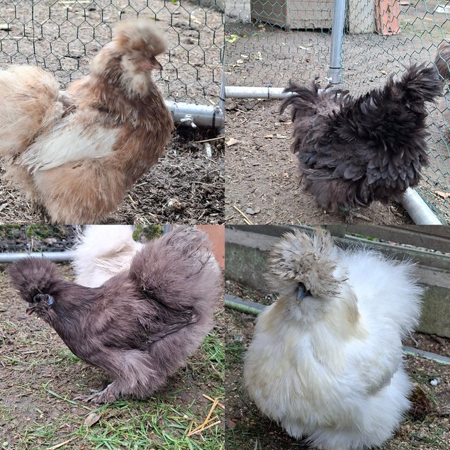 Oeufs de silkie