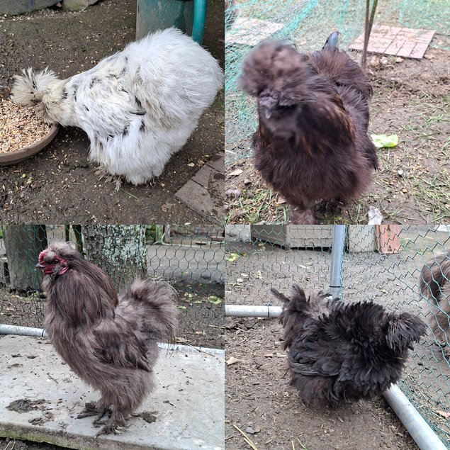 Oeufs de silkie