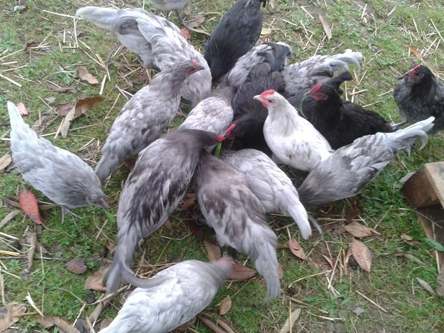 oeufs fécondés à couver de poules limousine et coqs de pêche limousin (envoi rapide et bien protégé)