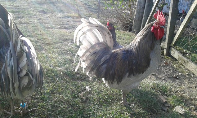oeufs fécondés à couver de poules limousine et coqs de pêche limousin (envoi rapide et bien protégé)