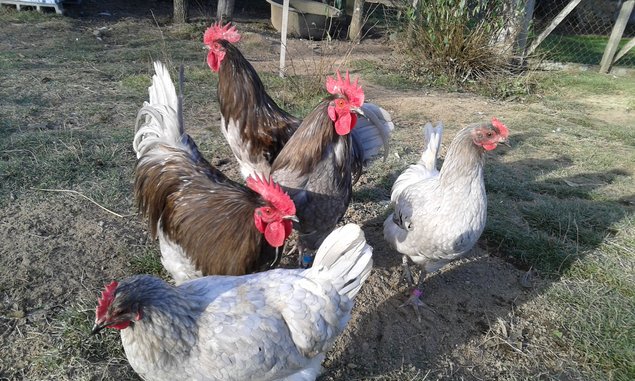 oeufs fécondés à couver de poules limousine et coqs de pêche limousin (envoi rapide et bien protégé)