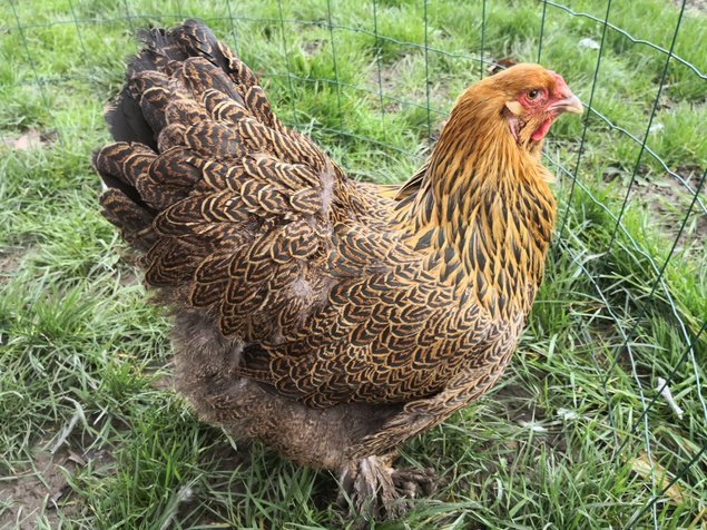 Brahma perdrix doré 🇺🇸