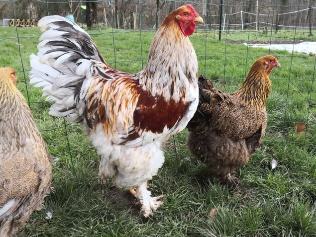 Brahma perdrix doré 🇺🇸