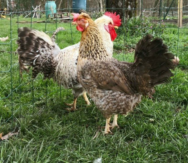 Cream Legbar 🇬🇧