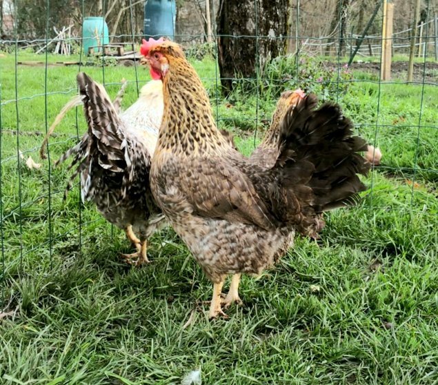 Cream Legbar 🇬🇧