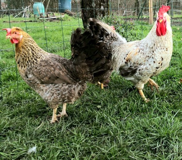 Cream Legbar 🇬🇧