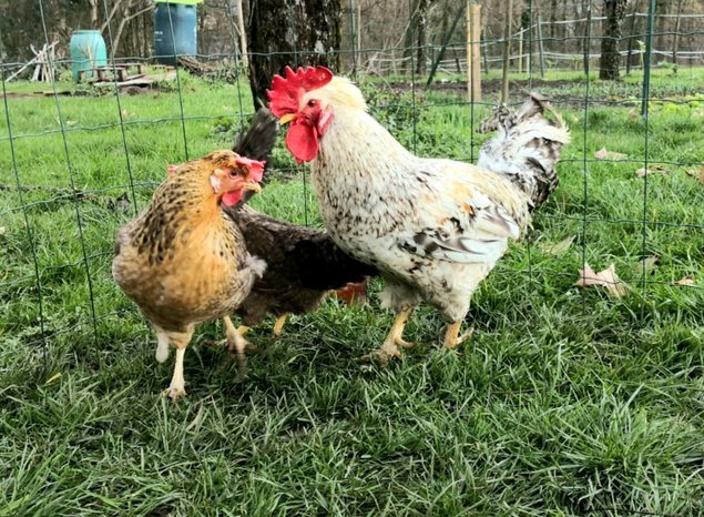 Cream Legbar 🇬🇧