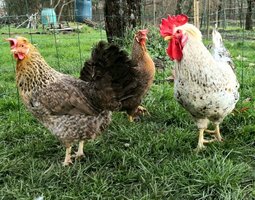 Cream Legbar 🇬🇧