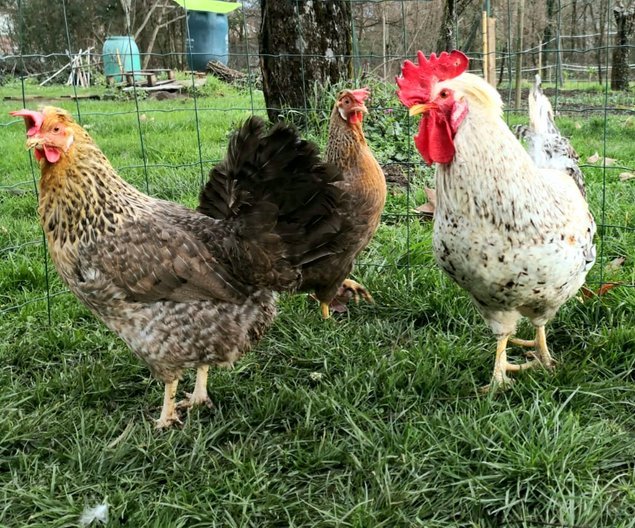 Cream Legbar 🇬🇧