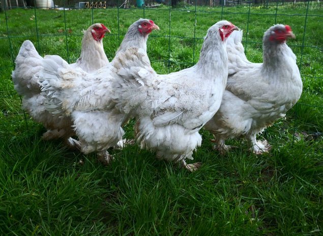 Brahma isabelle / gris perle 🇺🇸