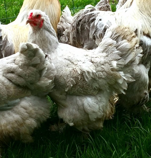 Brahma isabelle / gris perle 🇺🇸