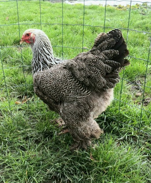 Brahma perdrix argenté 🇺🇸