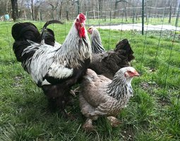 Brahma perdrix argenté 🇺🇸