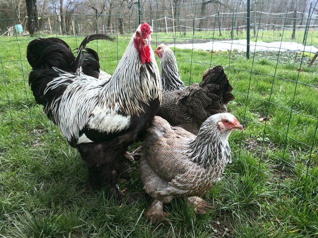 Brahma perdrix argenté 🇺🇸