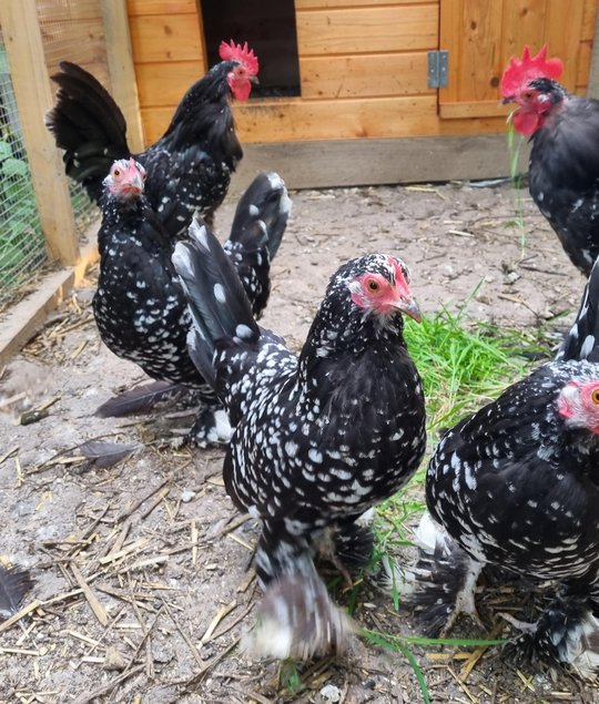 Oeufs Sabelpoot Noir caillouté blanc