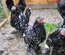 Oeufs Sabelpoot Noir caillouté blanc