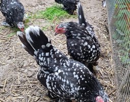 Oeufs Sabelpoot Noir caillouté blanc